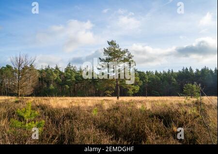 Heath paesaggio in inverno nei Paesi Bassi Foto Stock