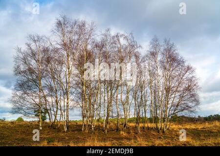 Heath paesaggio in inverno in Olanda con gruppo di betulla alberi Foto Stock