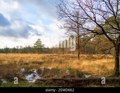 Heath paesaggio in inverno nei Paesi Bassi con piscine d'acqua Foto Stock