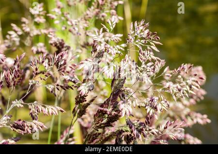 Fiori pinkish-porpora di Yorkshire Fog Grass (Holcus lanatus) Foto Stock