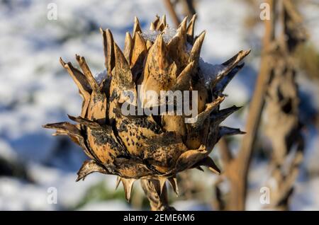 Il seme-testa di una pianta di cardo (Cynara cardunculus) in inverno contro uno sfondo di neve (Inghilterra, Regno Unito) Foto Stock