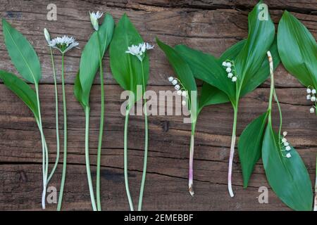 Vergleich Bärlauch (Links) und Maiglöckchen (rechts), Blätter, Blatt, Blüten, Blüte. Bärlauch, Bär-Lauch, Allium ursinum, Ramsons, aglio di legno, Legno-G Foto Stock