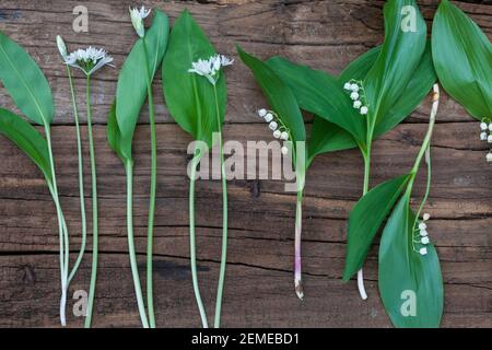 Vergleich Bärlauch (Links) und Maiglöckchen (rechts), Blätter, Blatt, Blüten, Blüte. Bärlauch, Bär-Lauch, Allium ursinum, Ramsons, aglio di legno, Legno-G Foto Stock