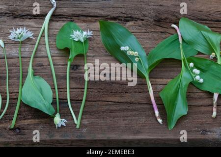 Vergleich Bärlauch (Links) und Maiglöckchen (rechts), Blätter, Blatt, Blüten, Blüte. Bärlauch, Bär-Lauch, Allium ursinum, Ramsons, aglio di legno, Legno-G Foto Stock