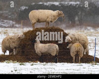 Alimentazione di pecore su fieno nella neve Nord Norfolk febbraio Foto Stock