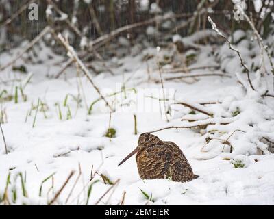 Eurasian Woodcock, Scolopax rusticola, alimentazione su bordo di bosco durante le basse temperature, Nord Norfolk febbraio Foto Stock