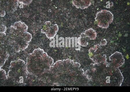 Spettacolare colonia di licheni su pietra grigia in cemento della città; foto macro a colori. Foto Stock