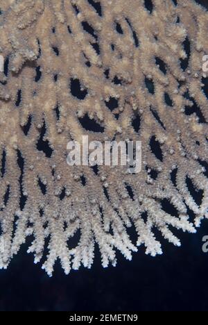 Table Coral, Acropora sp, plate detail, Lava flow dive site, vicino banda Neira, banda Sea, Indonesia Foto Stock