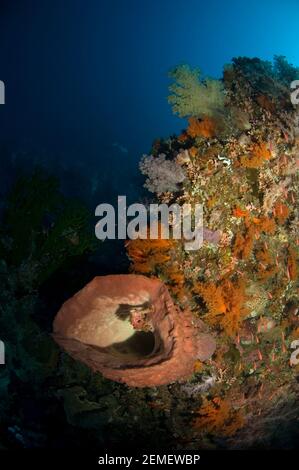 Barel Sponge, Xestospongia testudinaria, e Glomerate Tree Coral, Dendronephthya sp, Luciperra dive site, Pulau Penyu, banda Sea, Indonesia Foto Stock