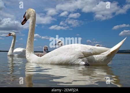 Uccello mute swan (Cygnus olor) famiglia con carini cygnets nuotare insieme in acqua verde lago Balaton, colore foto n ° 6. Foto Stock