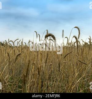 Un campo pieno di grano pronto per la raccolta Shot da un angolo basso. Foto Stock