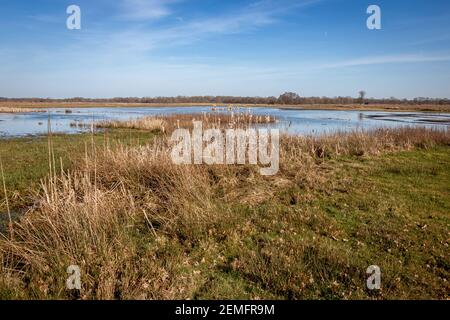 Terreno allagato dopo un periodo umido in inverno vicino al Balloerveld in provincia di Drenthe Foto Stock