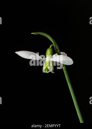 Un primo piano di un singolo fiore di Galanthus elwesii su sfondo nero Foto Stock