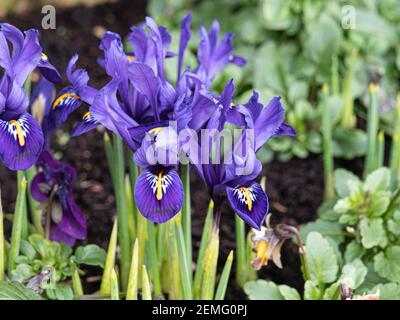 Un cerotto fiorito della nana Iris reticolata Pixie con fiori blu charecteristic Foto Stock