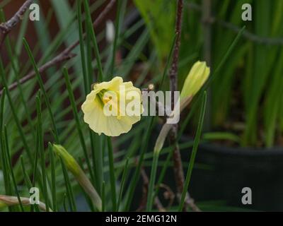 Un primo piano di un singolo fiore giallo pallido di Il nano daffodil Narcissus bulbocodio campane artiche