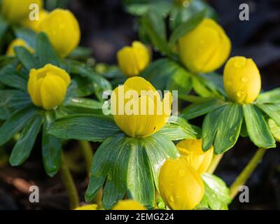 Un primo piano della tazza gialla come fiori di L'aconite invernale -Eranthus hyemalis con gocce di rugiada Foto Stock