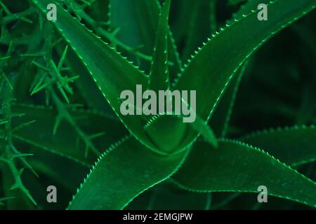 Pianta di Aloe vera closeup, verde scuro succulente pipistrelli Foto Stock