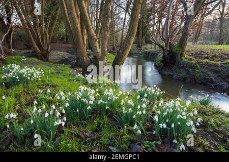 Grumo di nevicate accanto ad un piccolo torrente che scorre attraverso boschi, vicino a Newbury, Berkshire, Inghilterra, Regno Unito, Europa Foto Stock