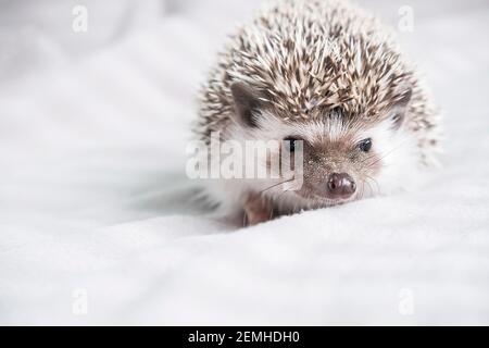 Riccio pigmeo africano su sfondo chiaro. Guarda direttamente la fotocamera. Foto orizzontale. Foto di alta qualità Foto Stock