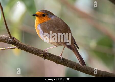 Robin rosso uccello (Erithacus rubbecula) Sussex orientale, Inghilterra, Regno Unito Foto Stock