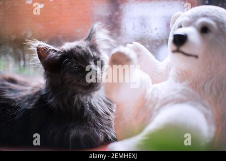 Gattino e orso giocattolo sul davanzale Foto Stock