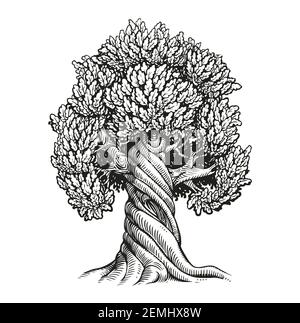 Quercia albero. Illustrazione vettoriale dello schizzo vintage disegnata a mano Illustrazione Vettoriale