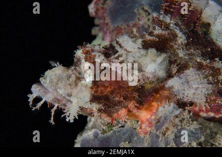 Scorpionfish, Scorpaenopsis oxycephala, immersione notturna, Mimpi Channel sito di immersione, vicino Menjangan Island, Bali, Indonesia Foto Stock