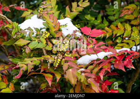 Mahonia bealei, arbusto sempreverde in fiore d'inverno, fiorente in inverno, nevoso condizioni. Foto Stock