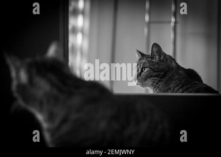 Cat davanti a uno specchio con riflesso a fuoco - in bianco e nero Foto Stock