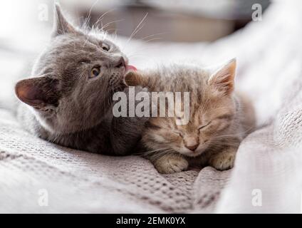 Il piccolo gattino grigio lecca l'orecchio del gattino tabby. Coppia di gattini in amore abbracciando, baciando. I cuccioli sonnolenti sono delicati, prendetevi cura della famiglia Cat. Animali domestici in Foto Stock