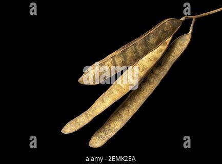 Semi secchi di falso albero di acacia, nome scientifico Robinia pseudoacacia isolato su sfondo nero Foto Stock