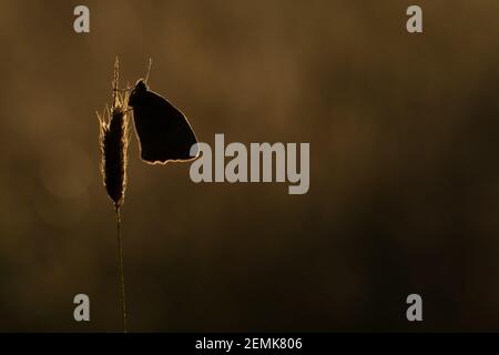 Una farfalla Meadow Brown appollaiata nella luce del primo mattino in un prato Foto Stock