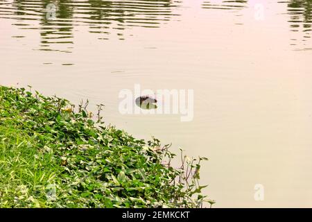 Monitor asiatico dell'acqua, kabaragoya (Varanus salvator komaini - più scuro) è nuotare nel lago. Thailandia Foto Stock