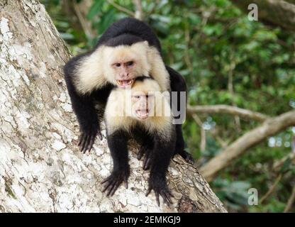 Due scimmie cappuccine adirate che si siedono l'una sull'altra in difesa posizione aggressiva che mostra denti e screaming Foto Stock