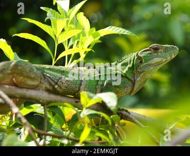 giovane iguana verde, grande lucertola seduta sul ramo dell'albero Foto Stock