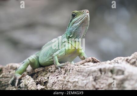 ritratto di iguana verde, grande lucertola seduta sul ramo dell'albero Foto Stock