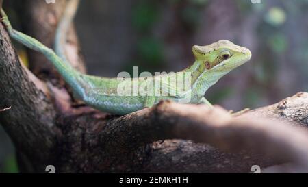 Laemanctus longipes, testa di casquehead iguana, verde testa di leone seduta sul ramo Foto Stock
