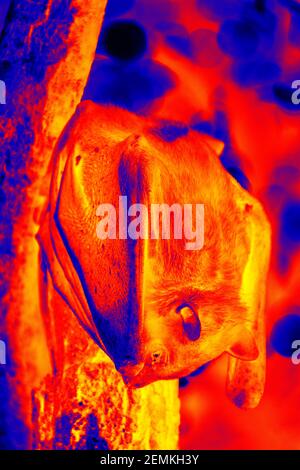 Bat indiano volata volpe (Pteropus giganteus chinghaiensis). Scansione della temperatura corporea dell'animale con una termocamera Foto Stock