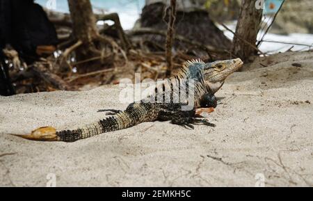 Ctenosaura similis lucertola, maschio nero iguana con coda spinosa seduto in sabbia sulla spiaggia Foto Stock