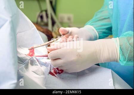 Primo piano di un chirurgo veterinario che esegue operazioni chirurgiche su un cane. Foto di alta qualità. Foto Stock