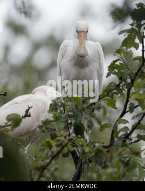 Spatola eurasiatica (Platalea leucorodia) con tre cucchiaini giovani sul nido. Quattro settimane. Fotografato nei Paesi Bassi. Foto Stock