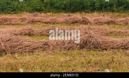 Erba secca e balle nel campo, fieno pressato nel campo.2021 Foto Stock