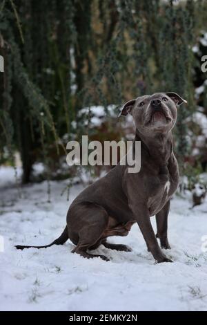 L'adorabile inglese Staffordshire Bull Terrier siede nella neve nel Giardino d'Inverno. Carino staff Bull Dog guarda in su durante il freddo giorno. Foto Stock