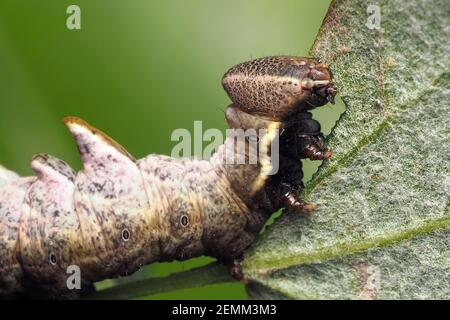 Primo piano di Pebble Prominent Moth caterpillar (Notodonta ziczac) che si nutrono di pioppo bianco. Tipperary, Irlanda Foto Stock