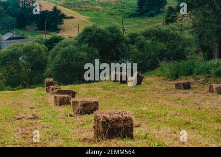 Erba secca e balle nel campo, fieno pressato nel campo.2021 Foto Stock