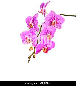 Ramo fiorente di Phalaenopsis rosa o fiori di orchidee su sfondo bianco. Eleganti fiori tropicali esotici con gemme per qualsiasi vacanza complimenti Foto Stock