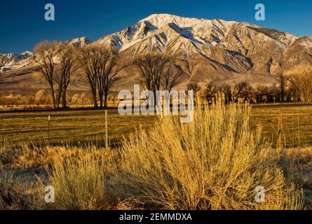 Mt Tom in Eastern Sierra Nevada in inverno, rabbitbush davanti, Round Valley vicino a Vescovo, CALIFORNIA, STATI UNITI D'AMERICA Foto Stock