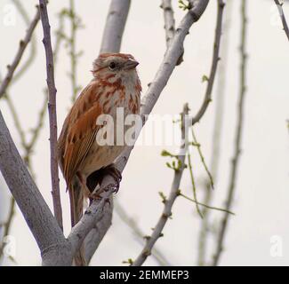 Il passero di Harris è arroccato su Tree Branch Foto Stock