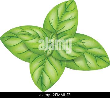 Foglie di origano isolate su sfondo bianco. Illustrazione vettoriale. Illustrazione Vettoriale