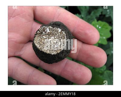 Tartufi..... dr. Paul Thomas, un imprenditore del tartufo, detiene una fotografia estiva del tartufo di David Sandison The Independent Foto Stock